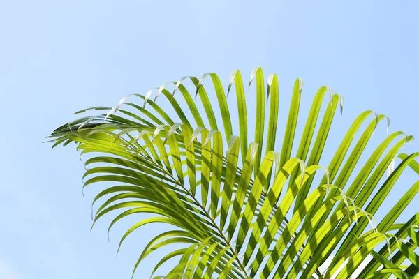 Plam ağaç ve gökyüzü              