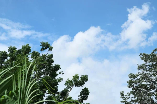 热带树和天空 — 图库照片