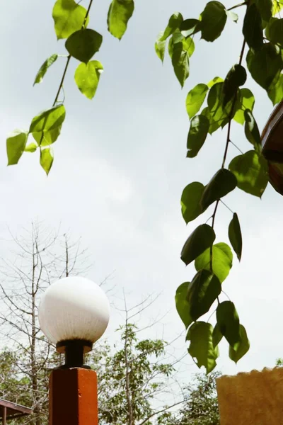 Lámparas en la naturaleza — Foto de Stock