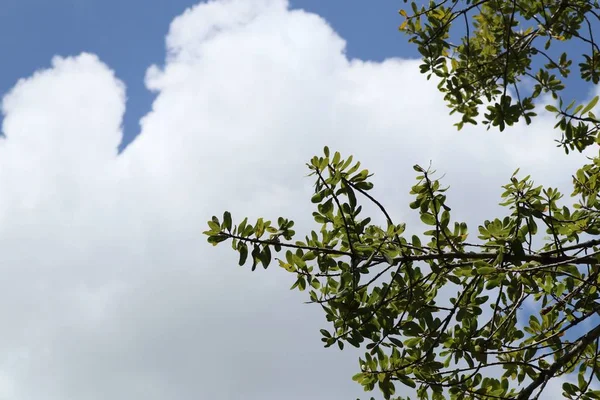 热带树和天空 — 图库照片