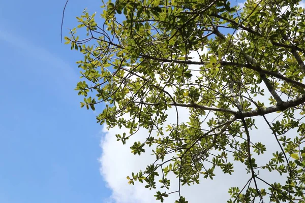 Tropikalne drzewa i niebo — Zdjęcie stockowe