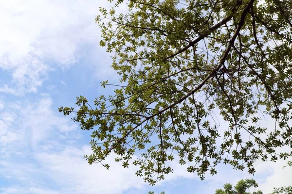 Tropik ağaç ve gökyüzü — Stok fotoğraf