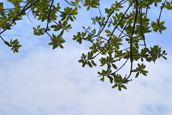 Тропическое дерево и небо — стоковое фото