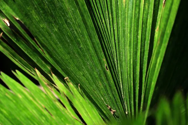 Hojas de palma en la naturaleza —  Fotos de Stock