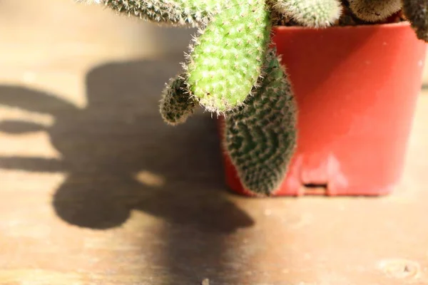 Liten kaktus i naturen — Stockfoto