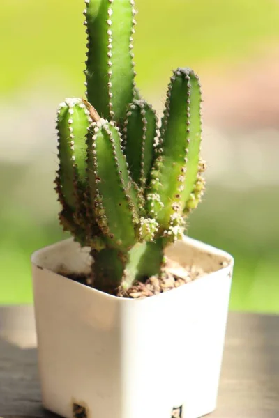 Petit cactus dans la nature — Photo