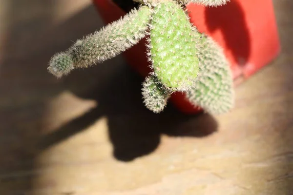 Piccolo cactus in natura — Foto Stock