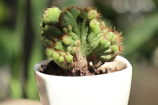 Piccolo cactus in natura — Foto Stock