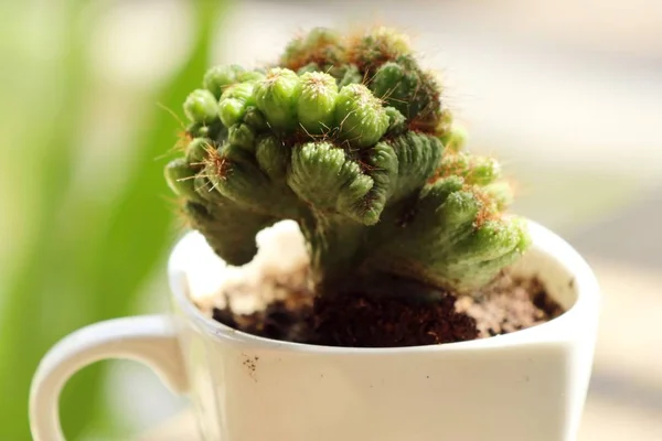 Petit cactus dans la nature — Photo