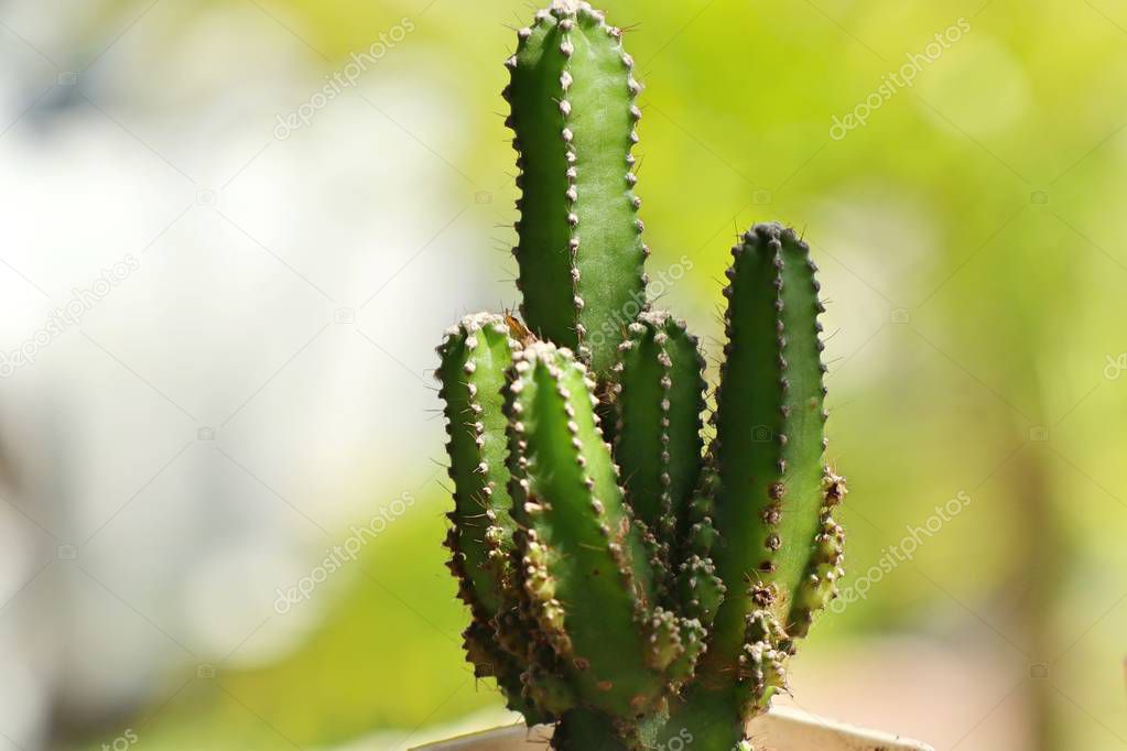 small cactus in nature