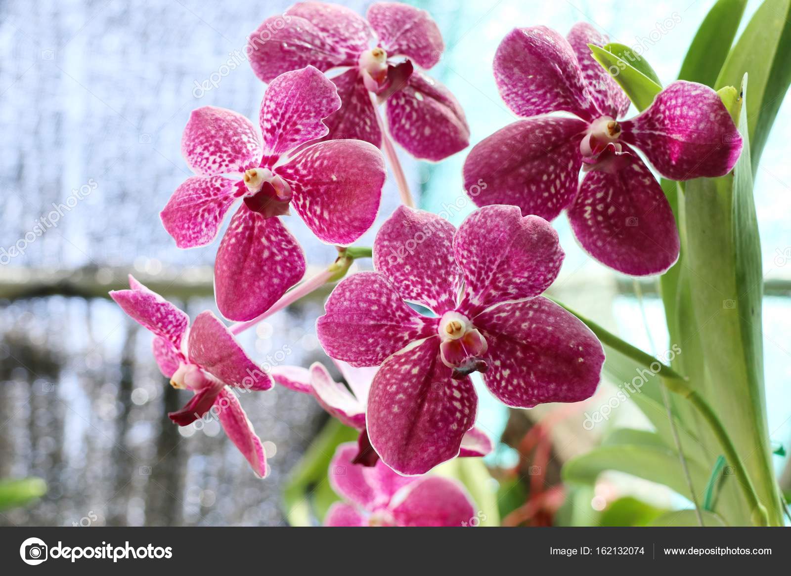 Beautiful orchid in nature — Stock Photo © oilslo 162132074
