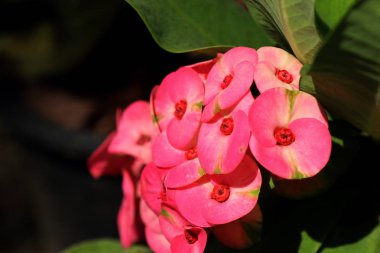 Dikenli çiçek tacı