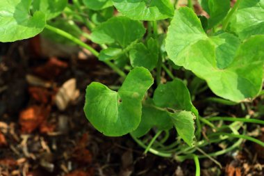 Doğadaki Asya yaprak