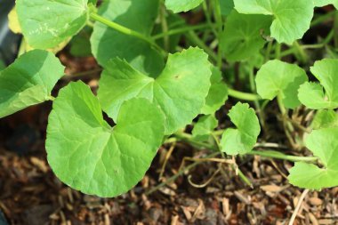 Doğadaki Asya yaprak