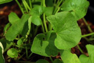 Doğadaki Asya yaprak