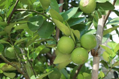 limon ağacı doğada