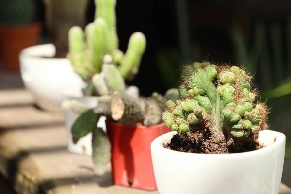 Petit cactus dans la nature — Photo