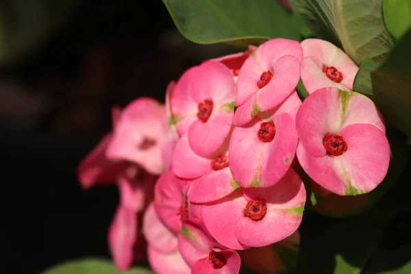 Trnová koruna květů — Stock fotografie