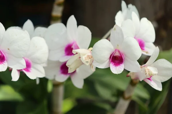 Hermosa orquídea en naturaleza — Foto de Stock
