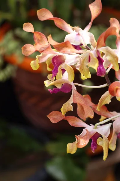 Schöne Orchidee in der Natur — Stockfoto