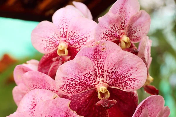 Beautiful orchid in nature — Stock Photo, Image