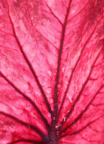 Röda blad bakgrundsstruktur — Stockfoto