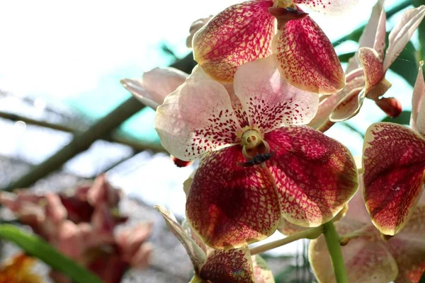 Belle orchidée dans la nature — Photo