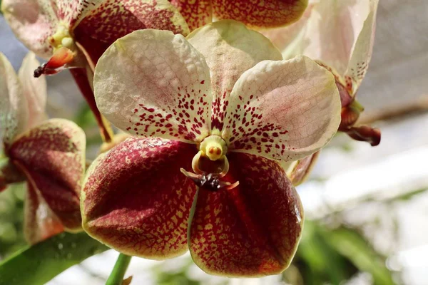 Belle orchidée dans la nature — Photo