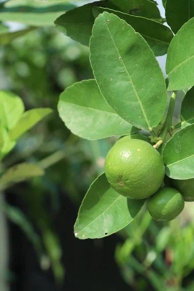 Zitronenbaum in der Natur — Stockfoto