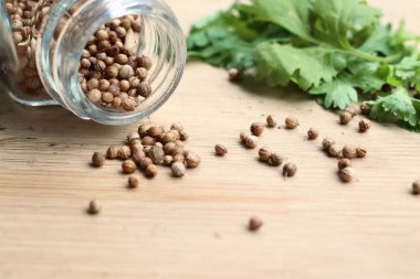 Taze kişniş tohumu