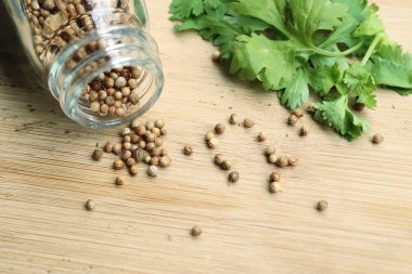 Taze kişniş tohumu