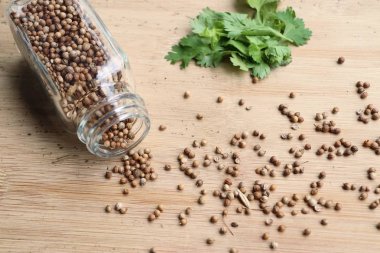 Taze kişniş tohumu