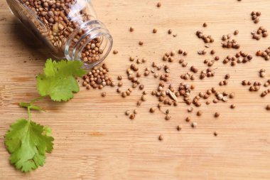 Taze kişniş tohumu