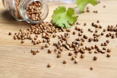 Taze kişniş tohumu