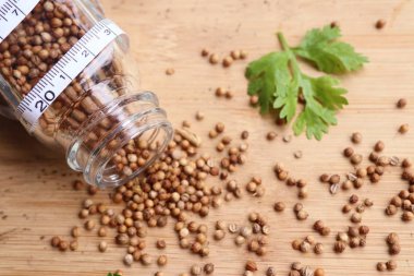 Taze kişniş tohumu