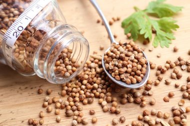 Taze kişniş tohumu