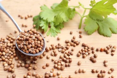 Taze kişniş tohumu