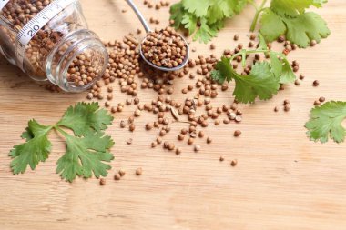 Taze kişniş tohumu