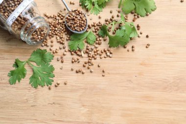 Taze kişniş tohumu