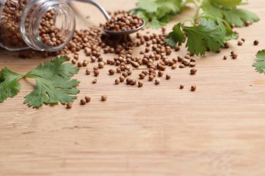 Taze kişniş tohumu