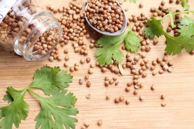 Taze kişniş tohumu