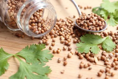 Taze kişniş tohumu