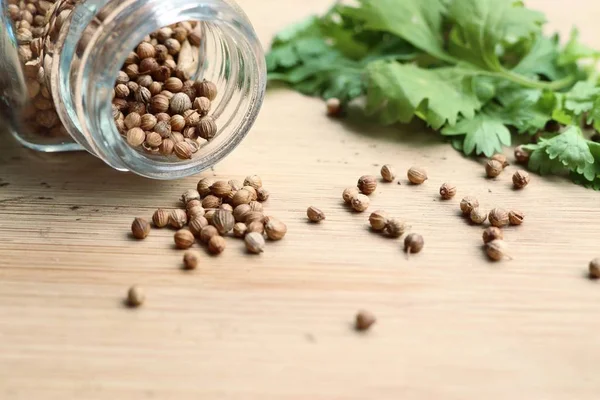 Taze kişniş tohumu