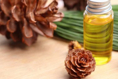 temel çam yağı ve koni