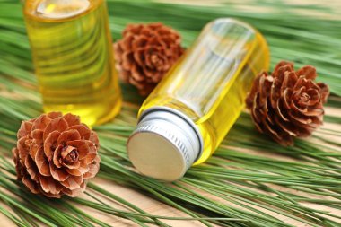 temel çam yağı ve koni