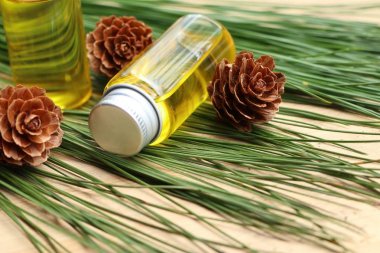 temel çam yağı ve koni