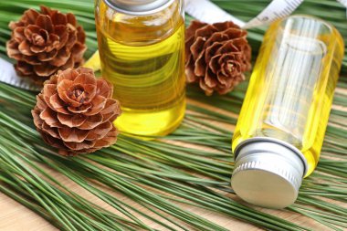 temel çam yağı ve koni