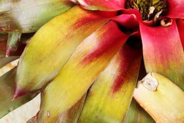 doğada bromeliad çiçek