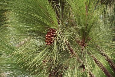 çam ağacı doğada