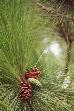 çam ağacı doğada